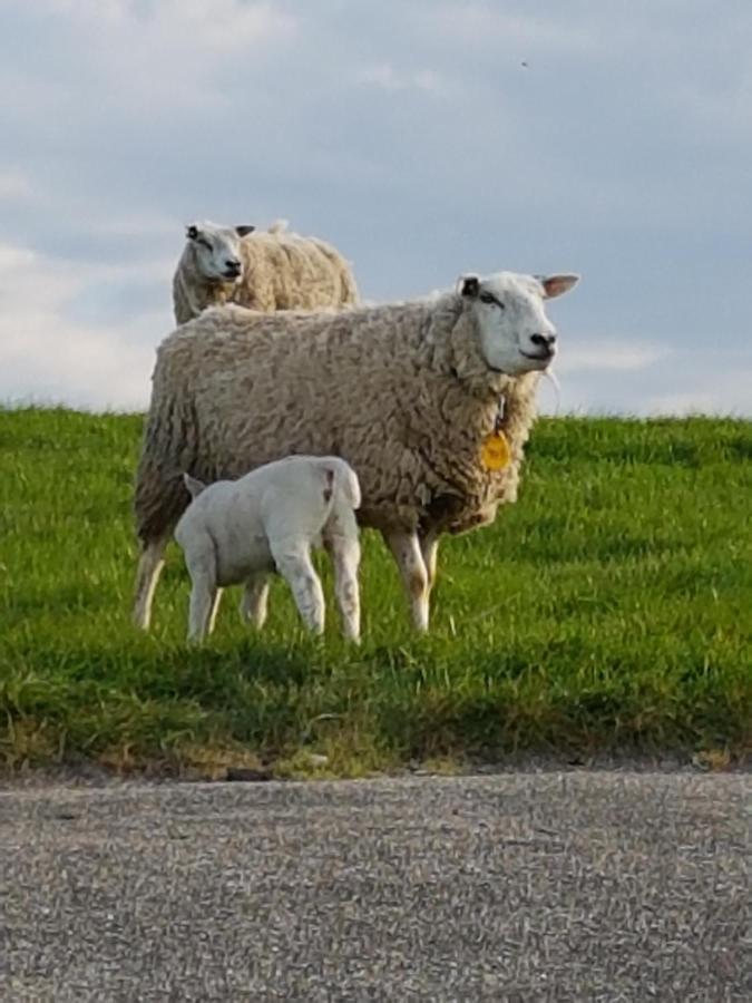 "Het Steechje" In Ie Bij Schiermonnikoog En Ameland Daire Ee Dış mekan fotoğraf